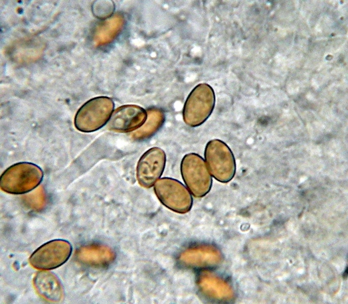 Pholiotina (Conocybe) arrhenii (Fries) Singer